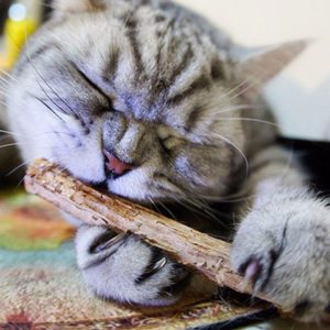 Bâtonnets à mâcher pour chat
