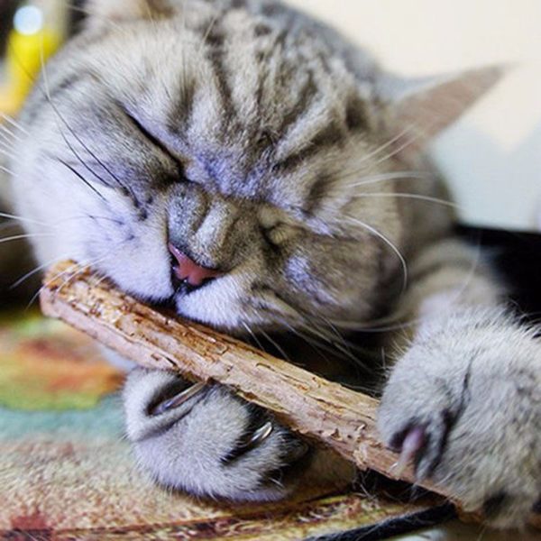 Bâtonnets à mâcher pour chat