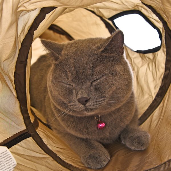 Tunnel pour chat avec fenêtres – Image 2