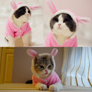 Costume lapin de Pâques pour chat