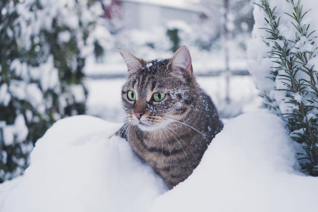 Protéger son chat du froid