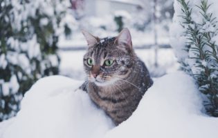 Protéger son chat du froid